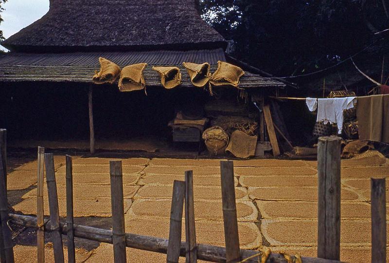 1952-3 Japan 128 Drying Rice Grains.jpg
